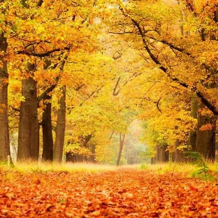 Bunckman Luxury 10 Persons Ośrodek wypoczynkowy Voorthuizen