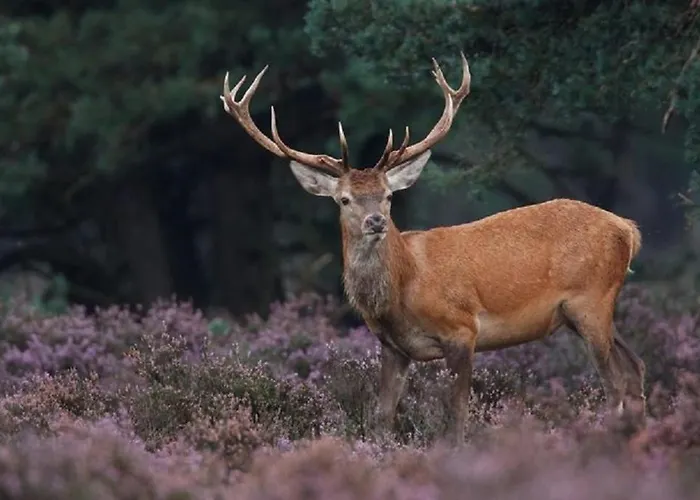 Ośrodek wypoczynkowy Bunckman Luxury 10 Persons *