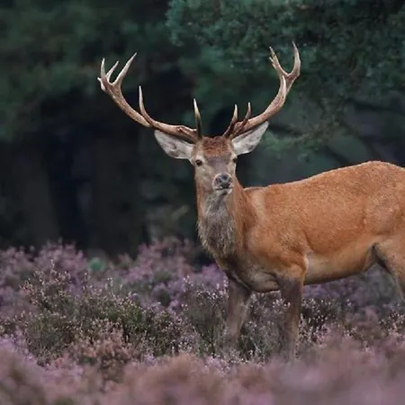 Resort Bunckman Luxury 10 Persons *